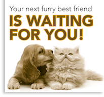 Your next furry best friend is waiting for you!
