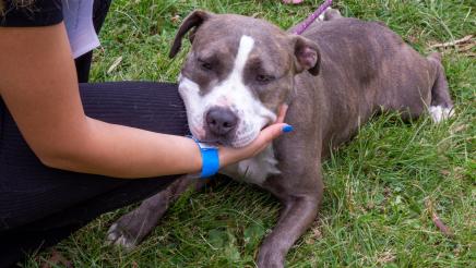 Dog lying on grass being petted by constituent