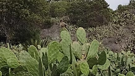 Cacti with cactus wren sitting at apex