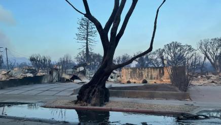 A charred tree with burnt buildings in background